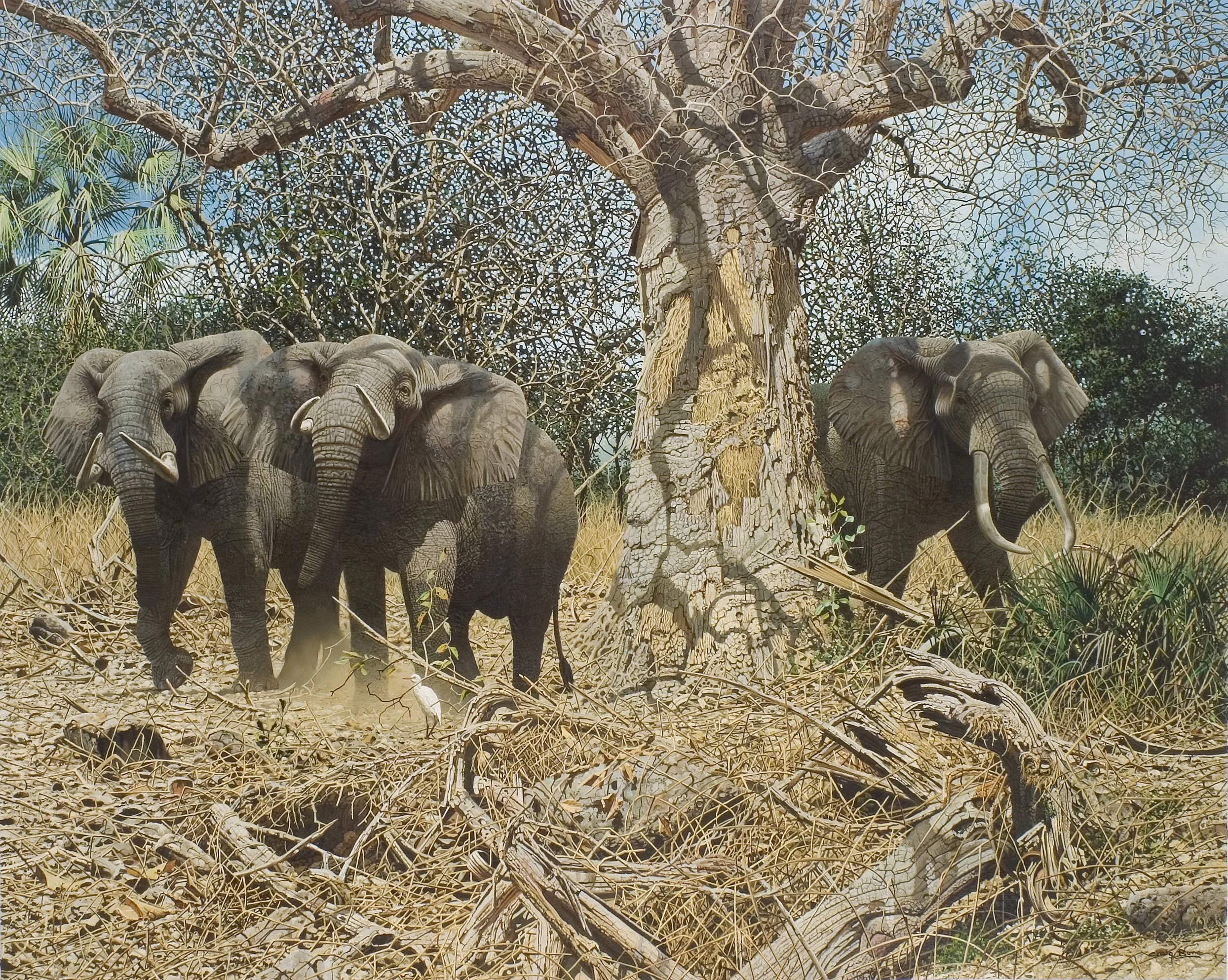 Elephant and Baobab.jpg