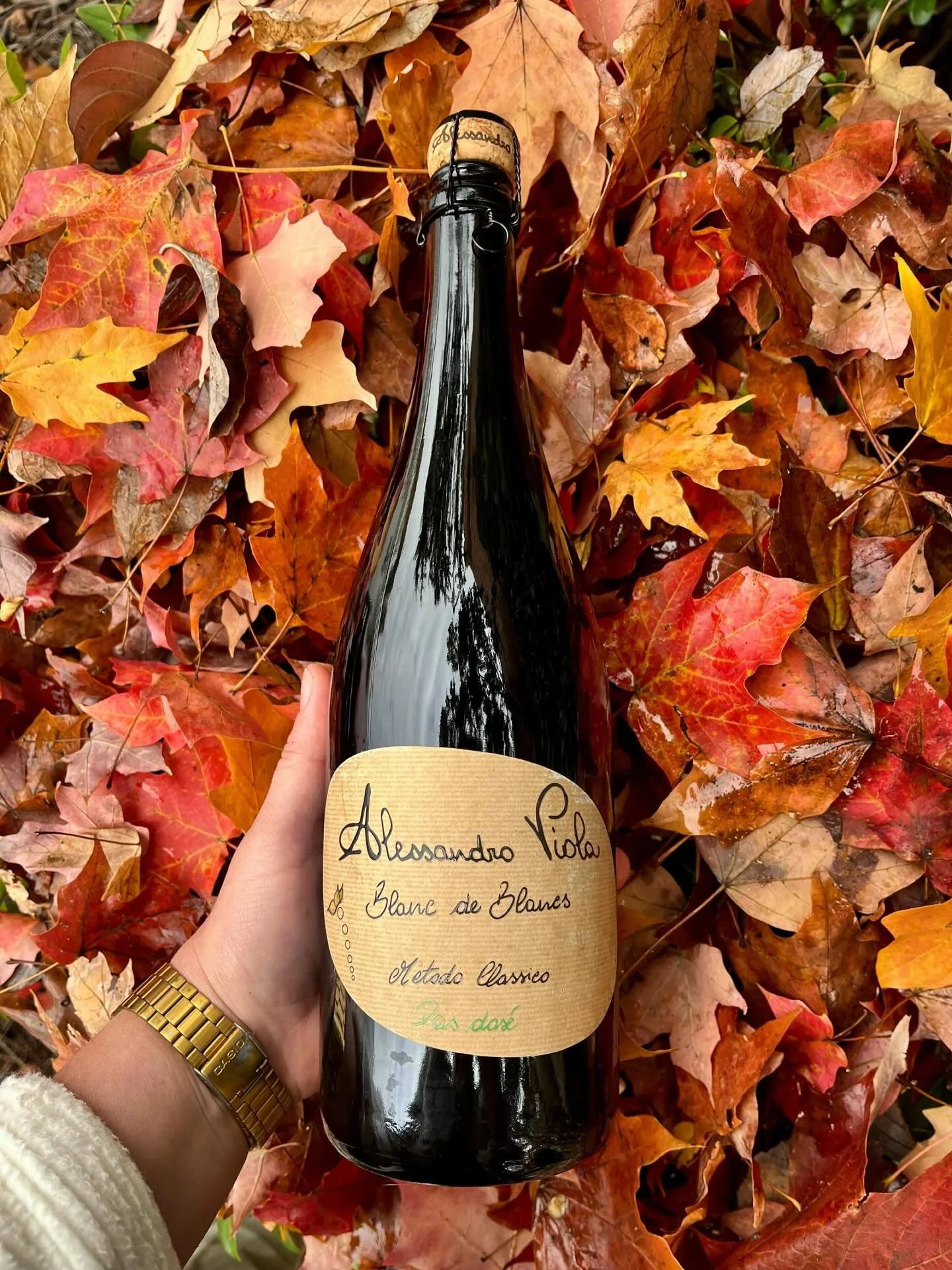 🆕 🍾 🚨  Champenoise, limestone-grown Catarratto from Terre Siciliane 👌 

⚡️ 🫧 Alessandro Viola NV &ldquo;Blanc des Blancs&rdquo; Sicilia

Organic sparkling wine from Sicily&rsquo;s Terre Siciliane IGT, produced using the m&eacute;thode champenois