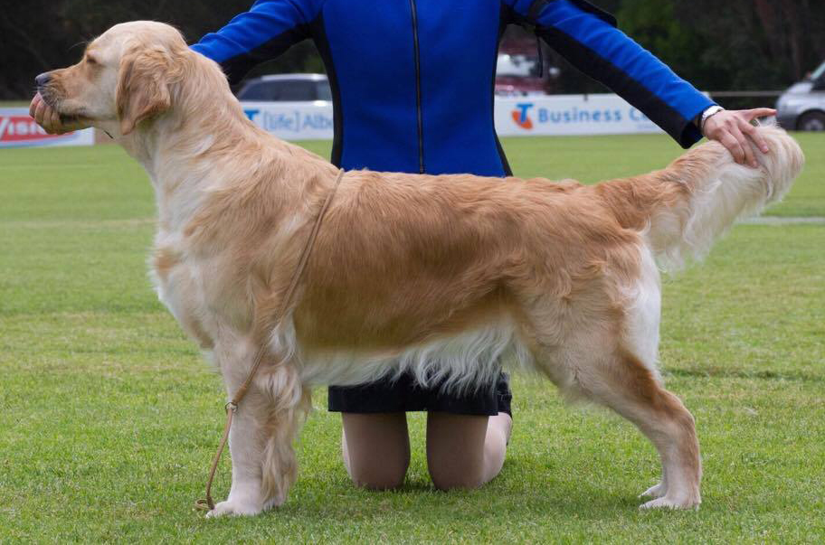 conarhu_golden_retrievers_perth_australia_ruth_connah_our_dogs_mia_gallery_1.jpg