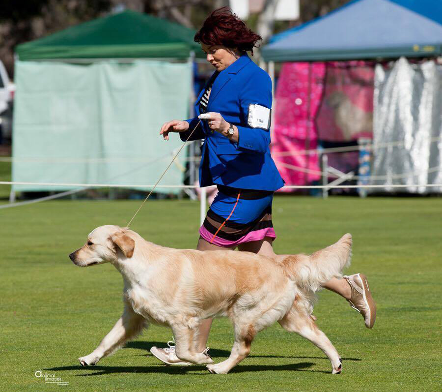 conarhu_golden_retrievers_perth_australia_ruth_connah_our_dogs_mia_gallery_2.jpg