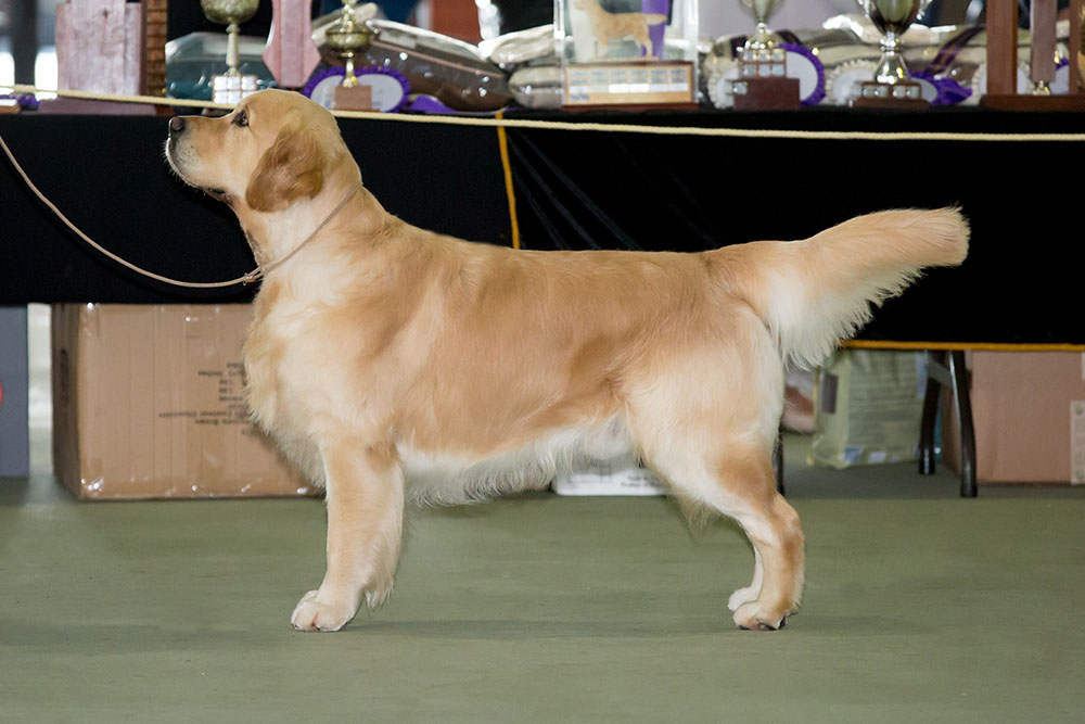 conarhu_golden_retrievers_perth_australia_ruth_connah_our_dogs_shogun_sire.jpg