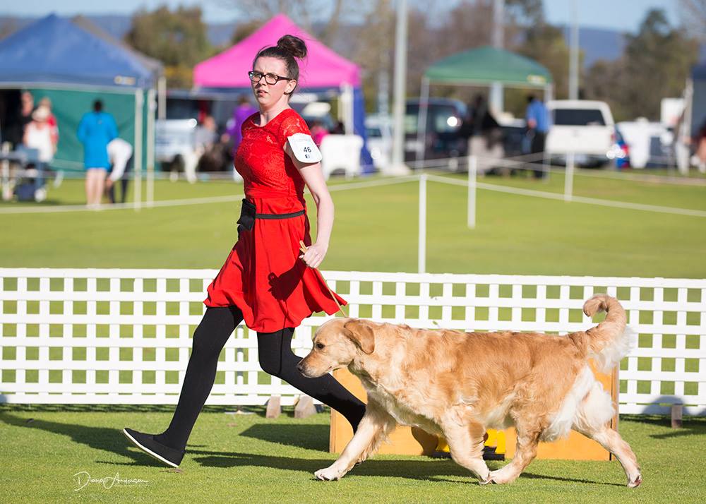 conarhu_golden_retrievers_mia-2018_grcwa_show_1.jpg