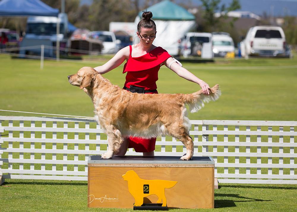 conarhu_golden_retrievers_mia-2018_grcwa_show_2.jpg.jpg