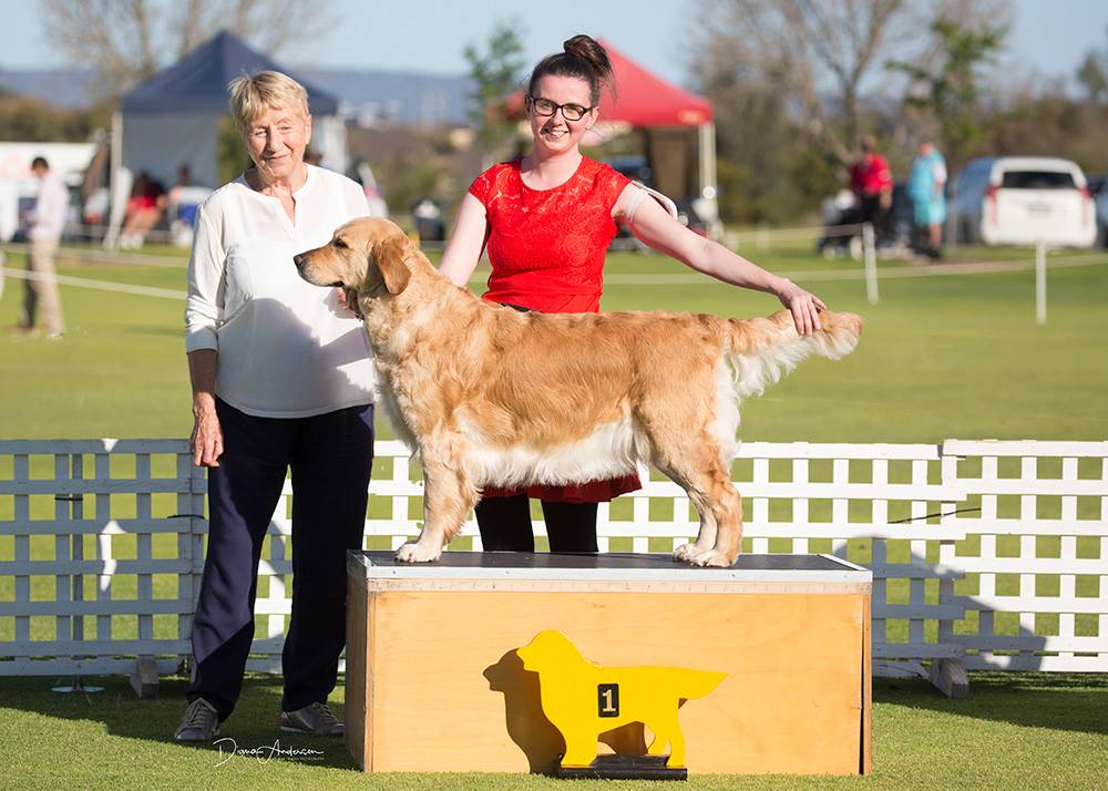 conarhu_golden_retrievers_mia-2018_grcwa_show_3.jpg.jpg