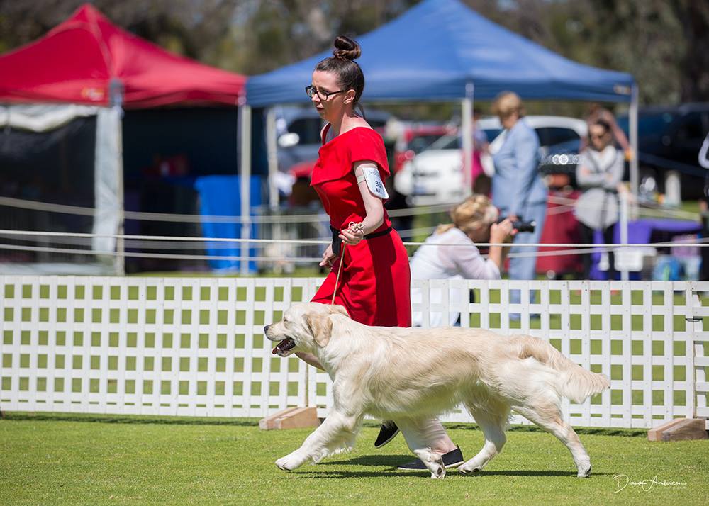 conarhu_golden_retrievers_swayze-2018_grcwa_show_2.jpg