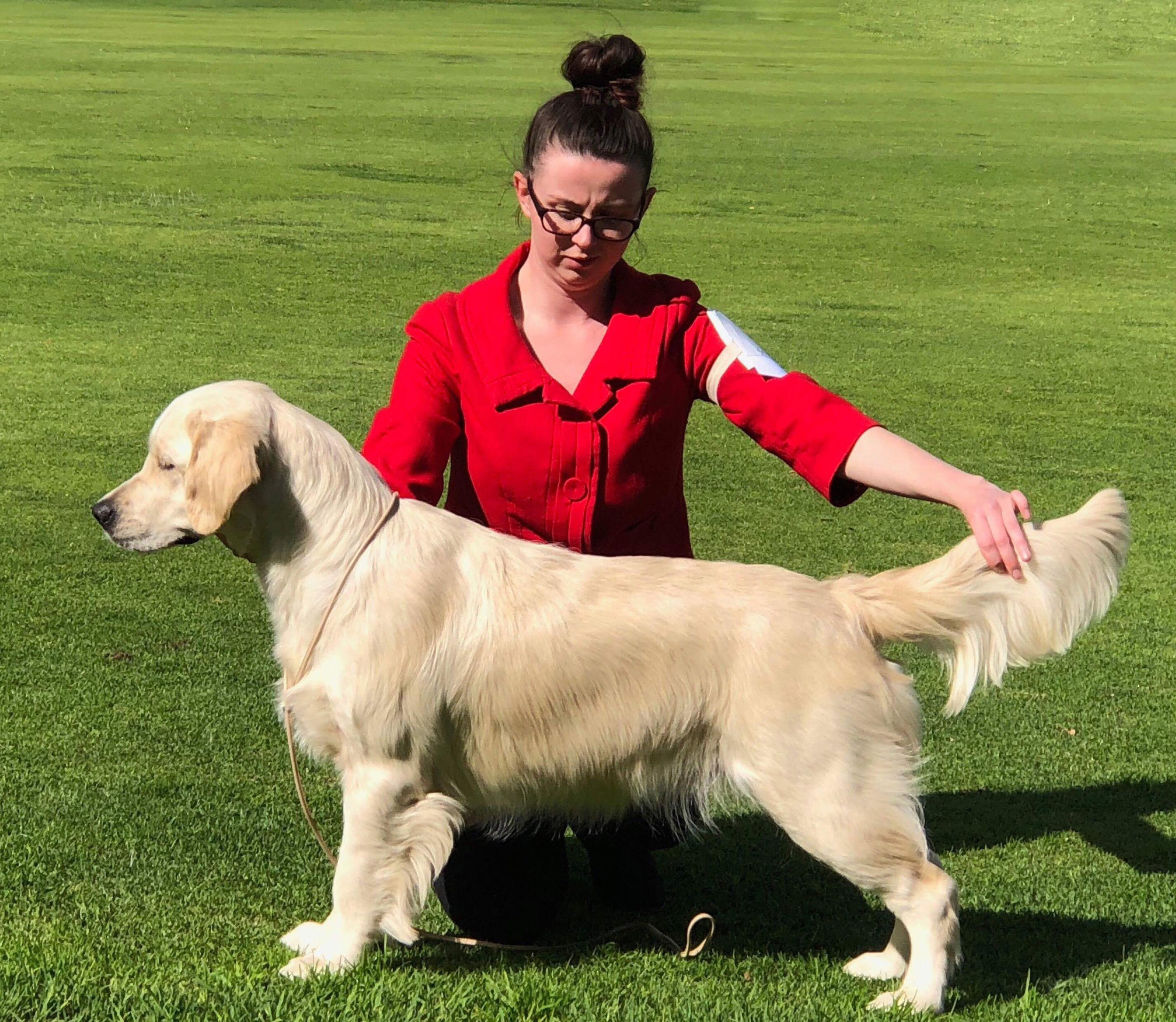 conarhu_golden_retrievers_swayze-2018_08_03_a.jpg