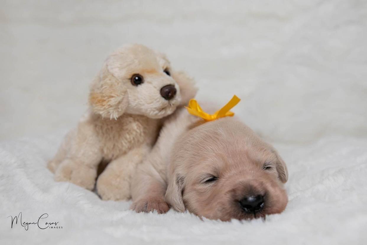 conarhu_golden_retrievers_olivia_3_weeks_1.jpg