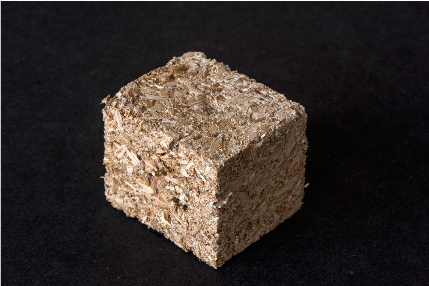 Fungus_0057_Fungus6-2.jpg