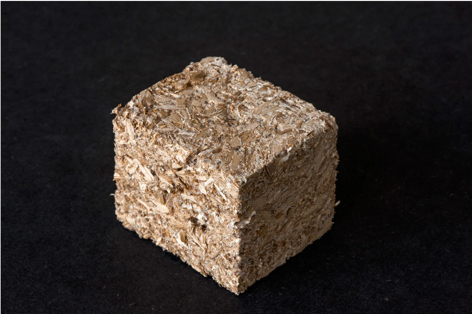 Fungus_0057_Fungus6-2.jpg