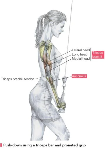 rope-pushdowns-muscles-worked