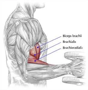 Photo from Delavier's Strength Training Anatomy