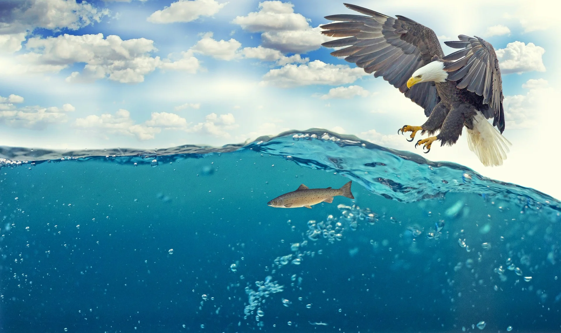 Hurry, somebody bring this Eagle in for bloodwork, I think it's headed towards renal failure from all that protein!