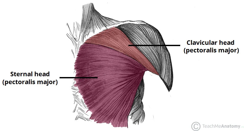 Sternal-and-Clavicular-Heads-of-Pectoralis-Major..jpg