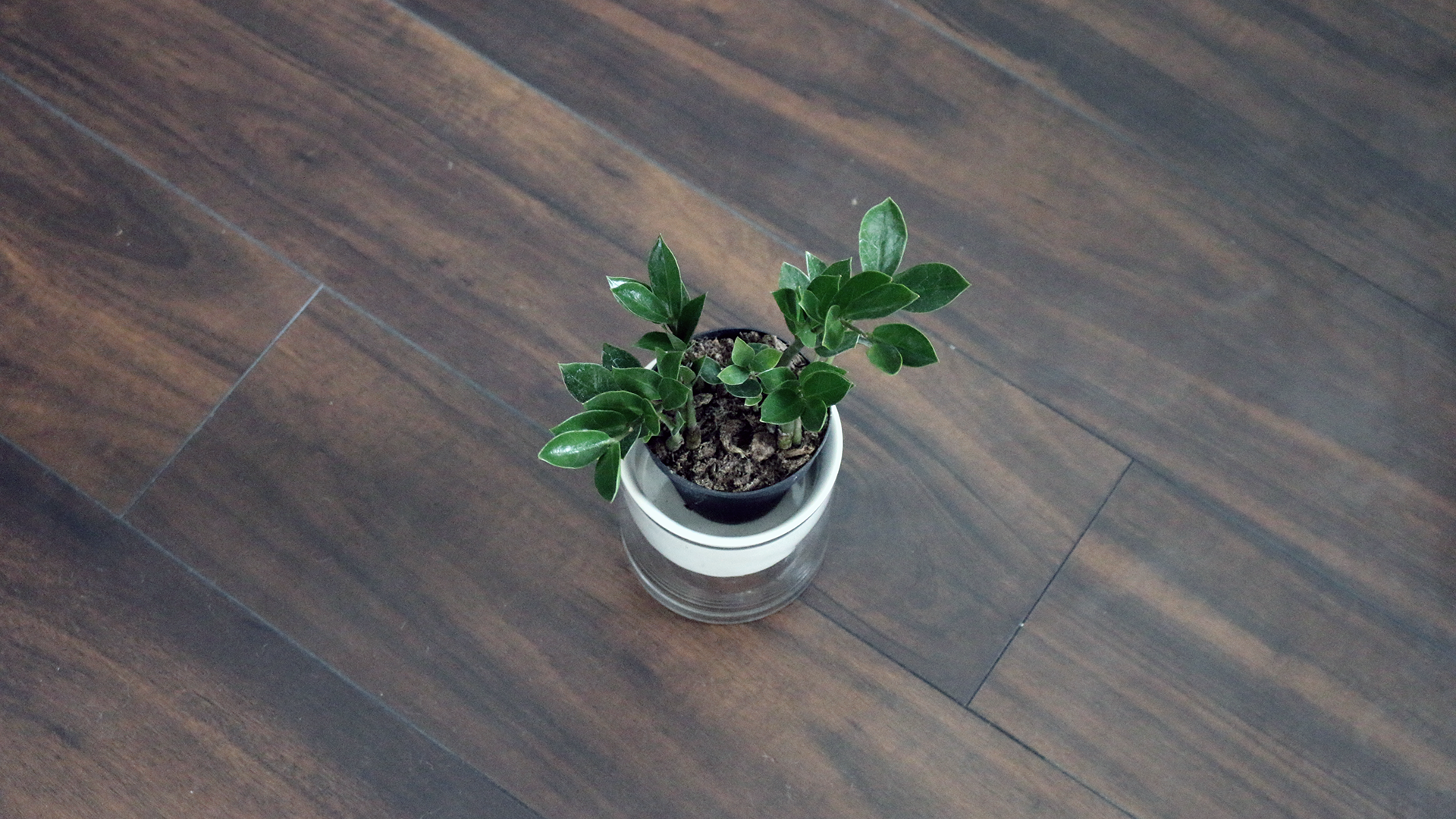 plantREAL.png
