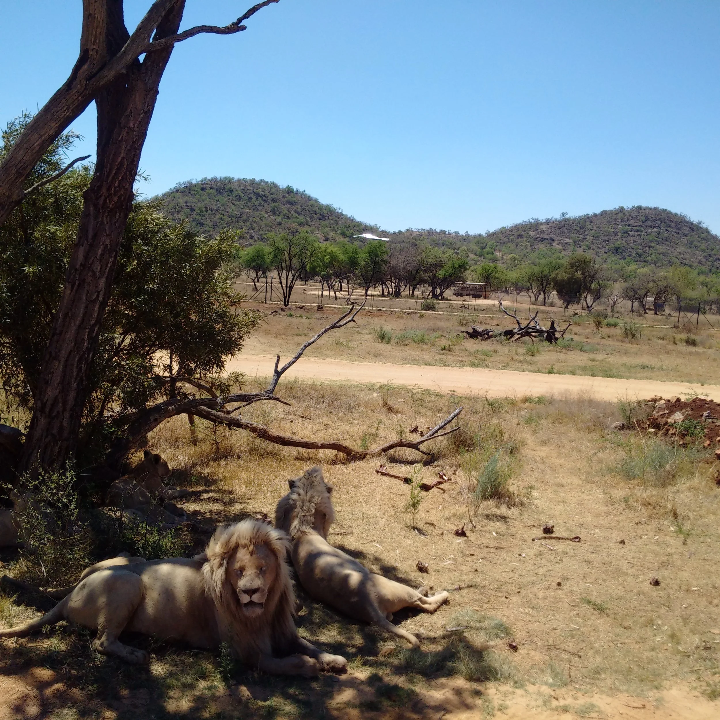 Lion and Safari Park