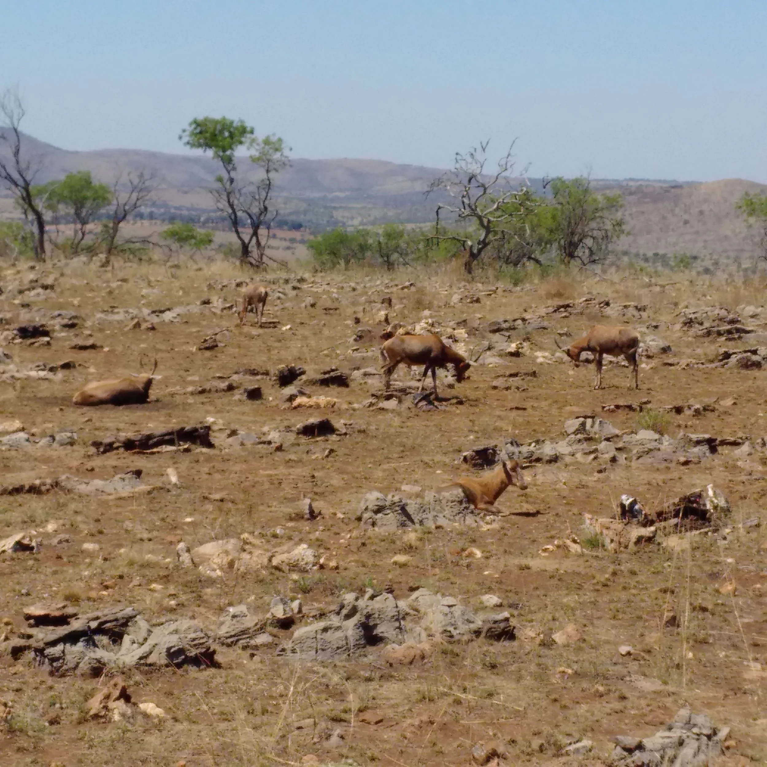 Lion and Safari Park | Springboks