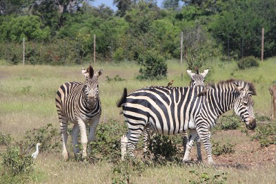 Stanley & Livingstone private game reserve