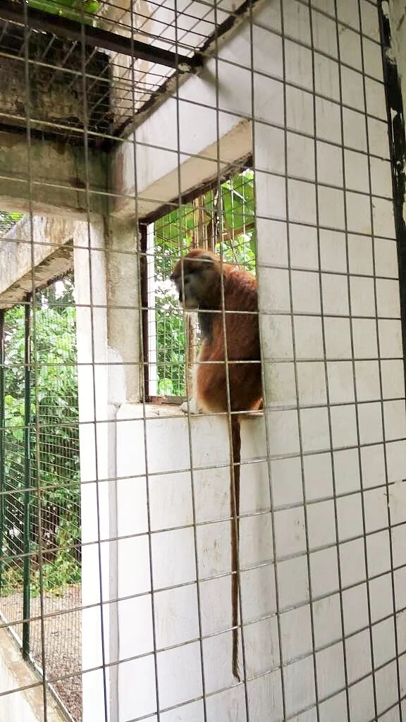 Monkey sanctuary 