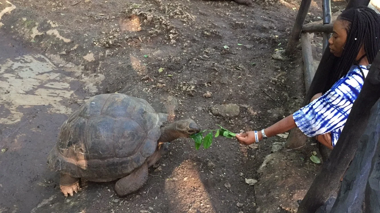 Aldabra giant tortoises