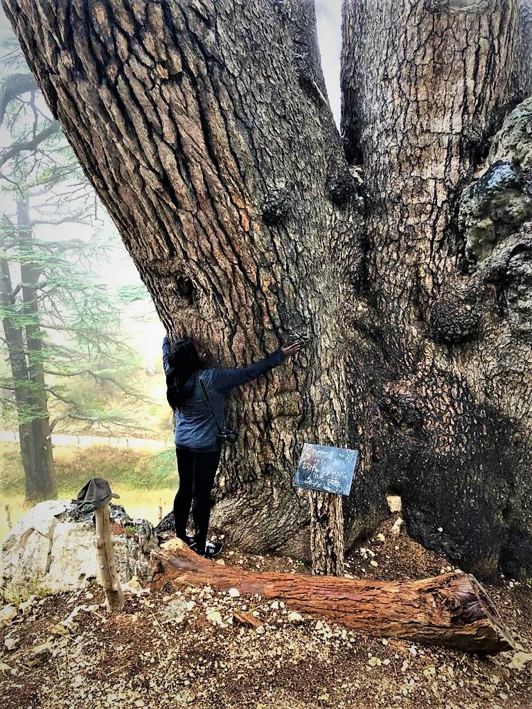 The oldest Cedar