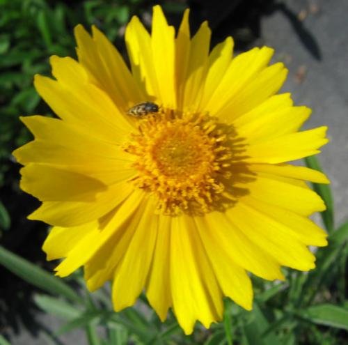 Coreopsis