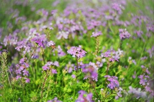 Verbena, Moss