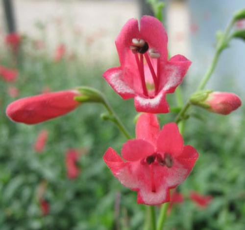 Salvia, Tropical Red