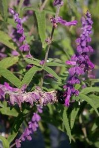 Salvia, Mexican Bush