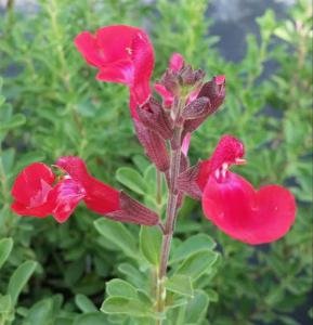 Salvia greggii, Red