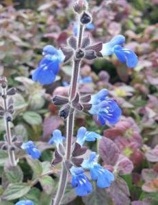 Salvia, Bicolor