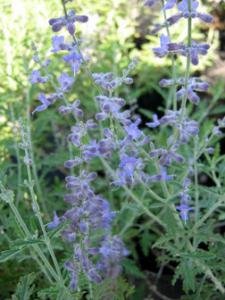 Russian Sage