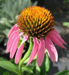 Purple Coneflower