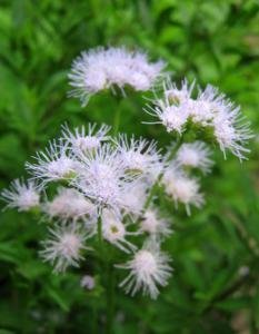 Mistflower, Gregg's