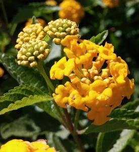 Lantana, New Gold