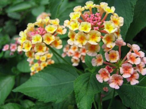 Lantana, Confetti