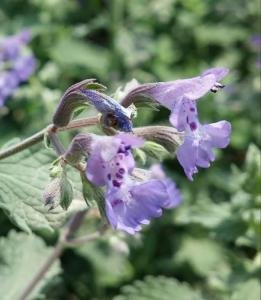 Catmint