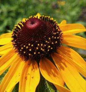 Black-eyed Susan