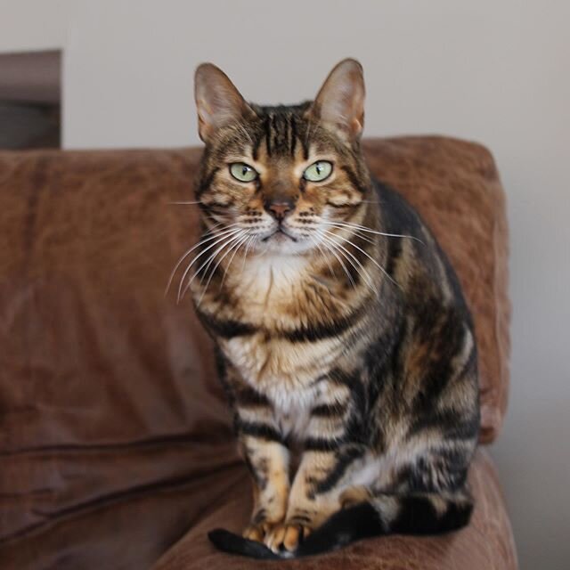 🐾 Hannah Kitty 🐾 Our first fur baby turned 15 this month! We don&rsquo;t know her exact birthday so any day jn June will do. 🎉

Hannah is our Craigslist rescue Bengal cat. When Paul and I moved into our first home 13 years ago we talked about adop