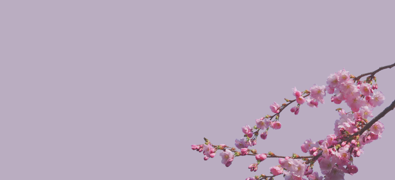 bloom.jpg