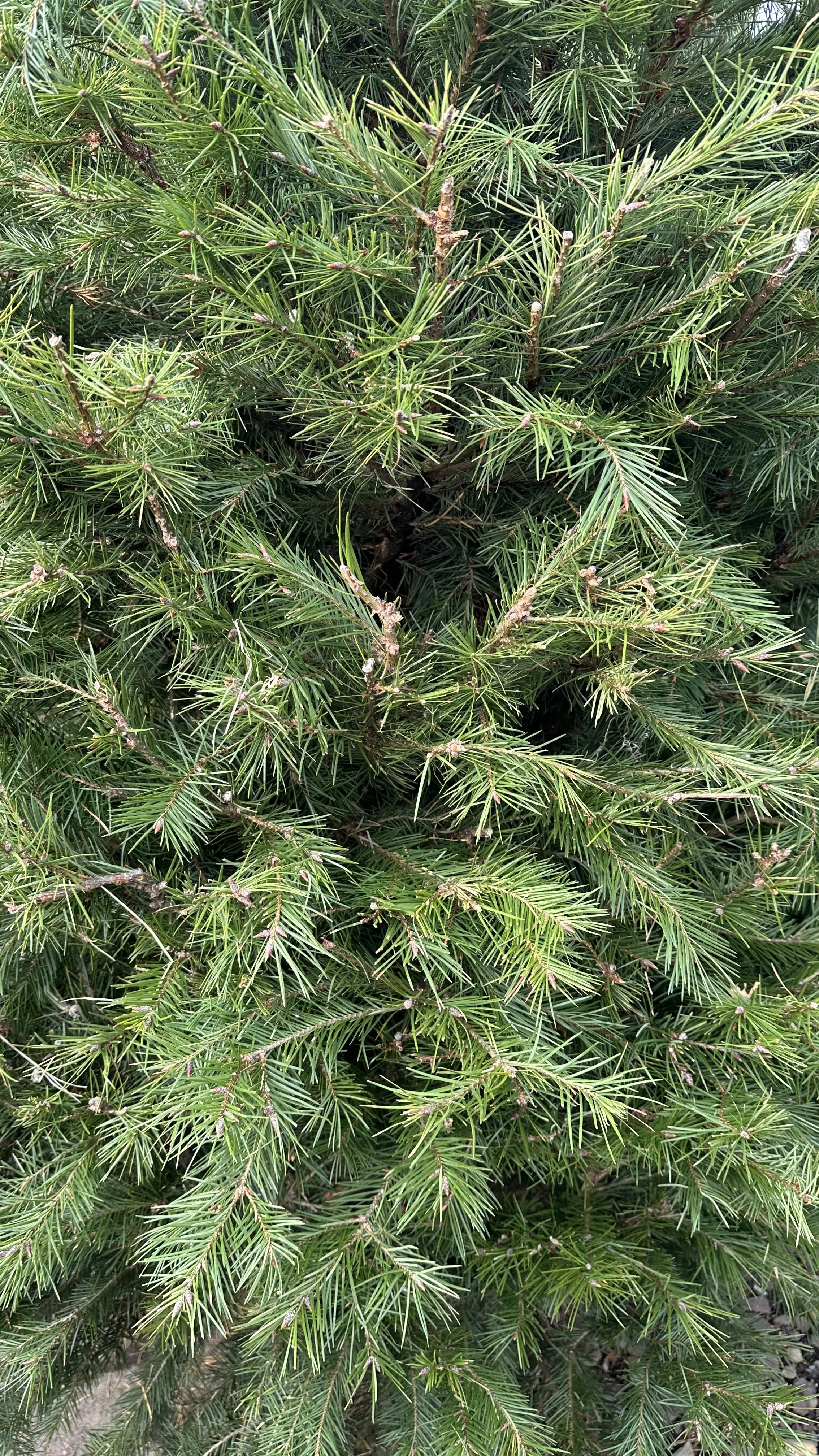 Close-up of Douglas Fir Christmas Tree Branches