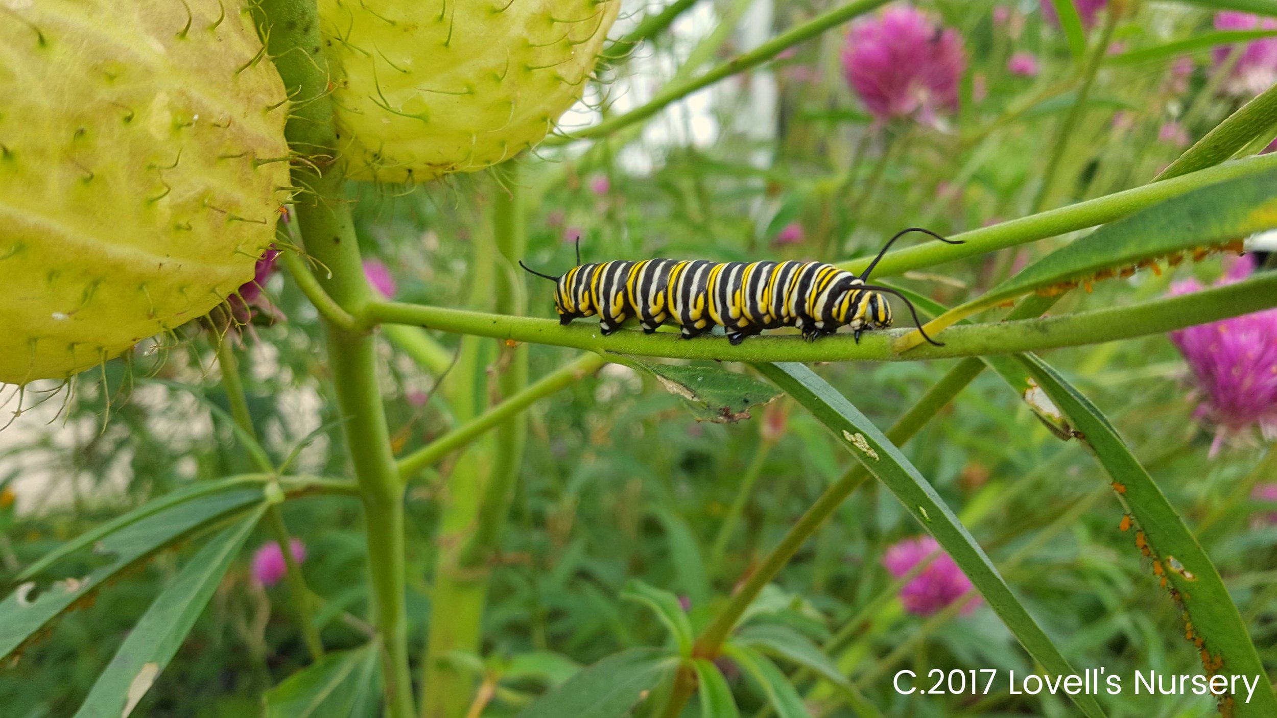 Monarch Caterpiller.jpg