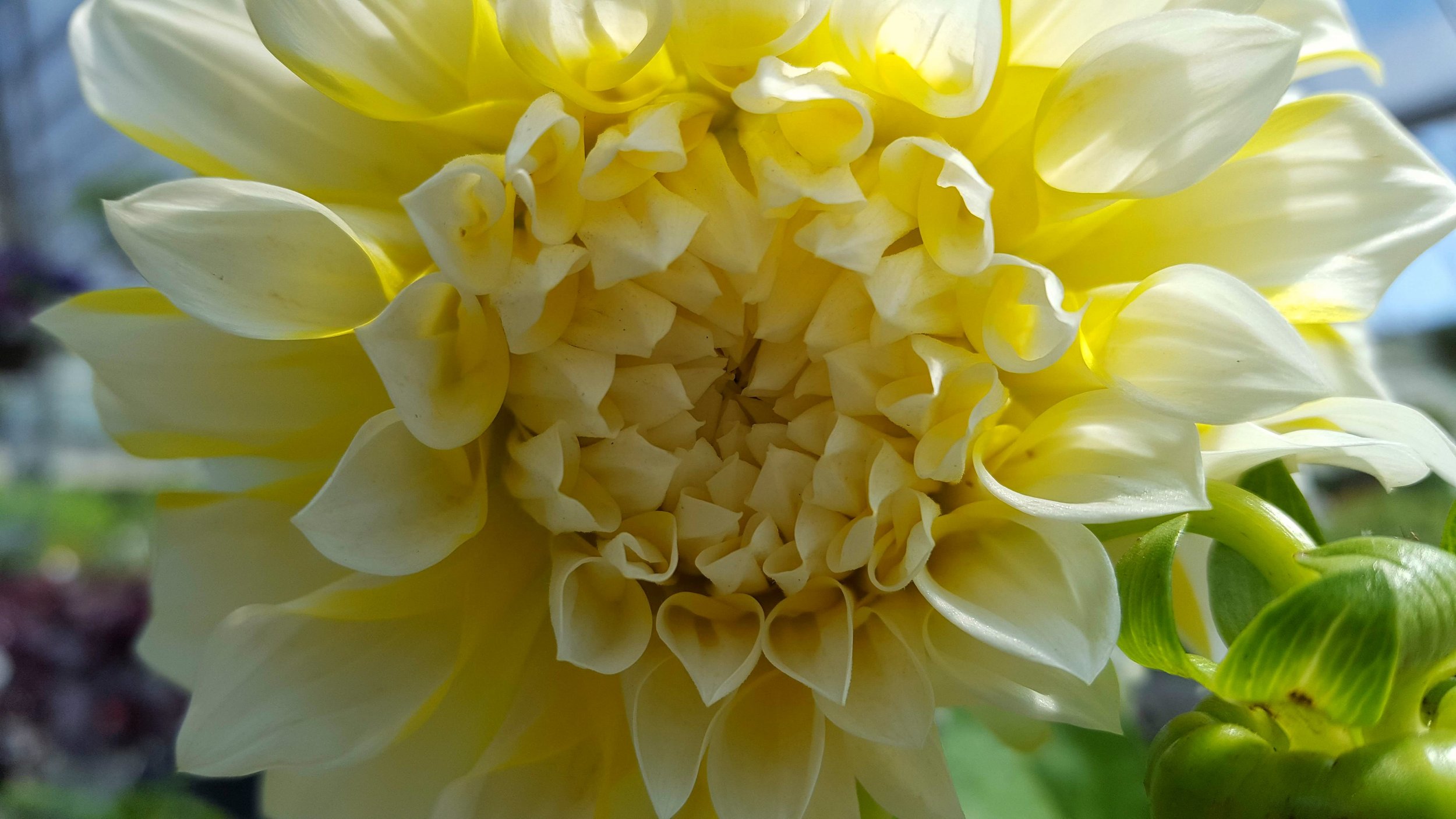 yellow-dahlia.jpg