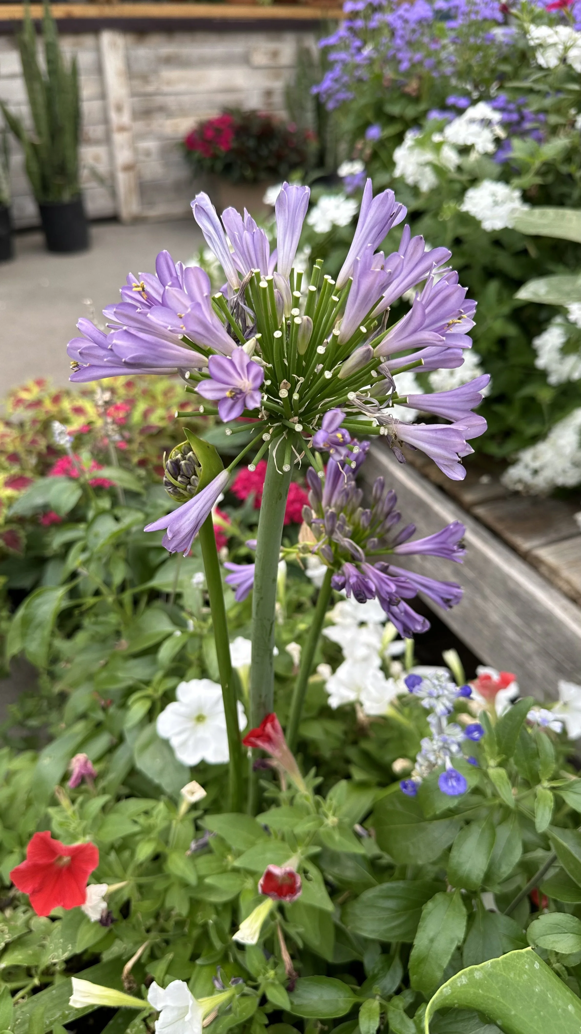 IMG_4942.jpeg