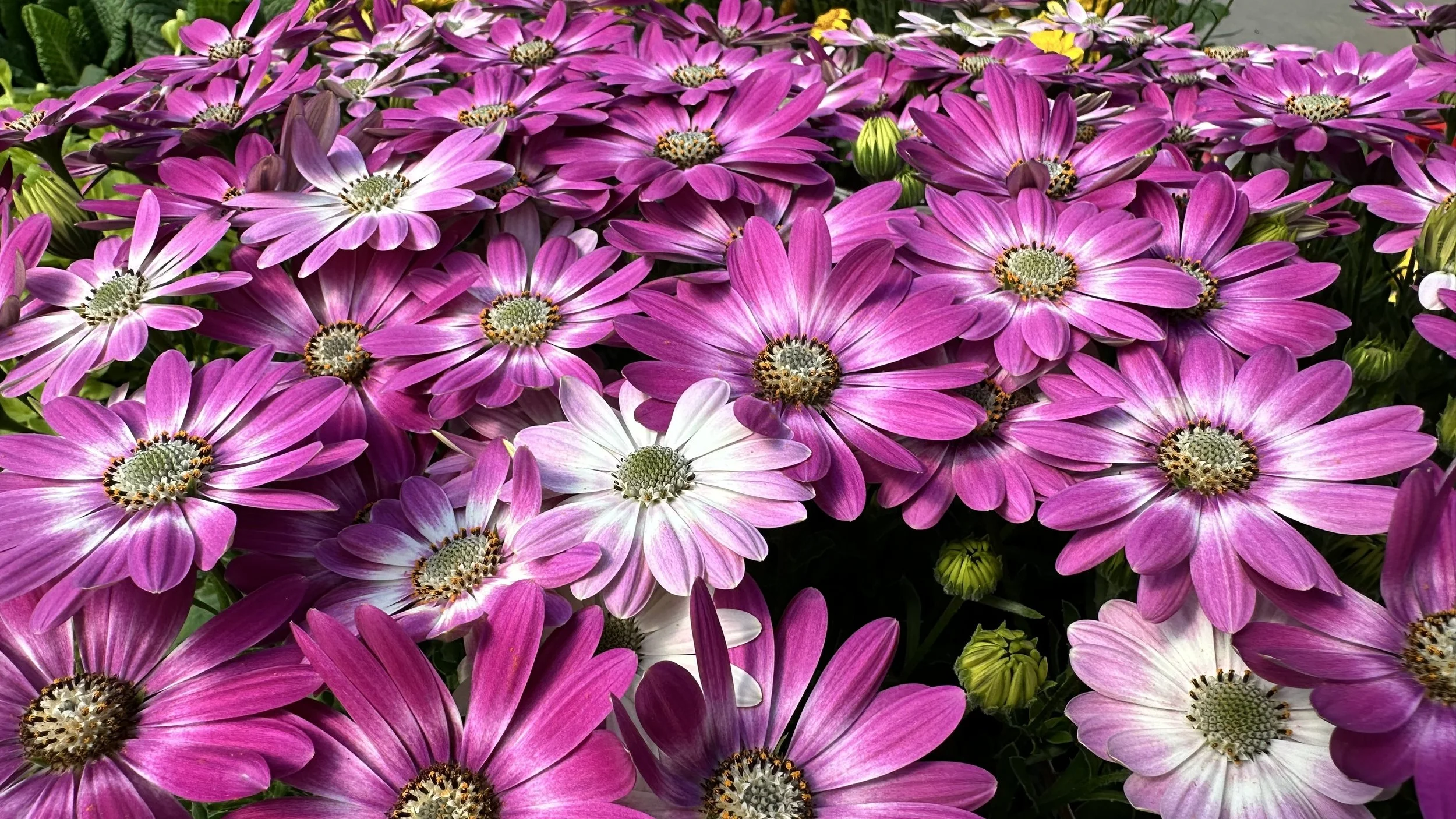 IMG_4309.jpeg