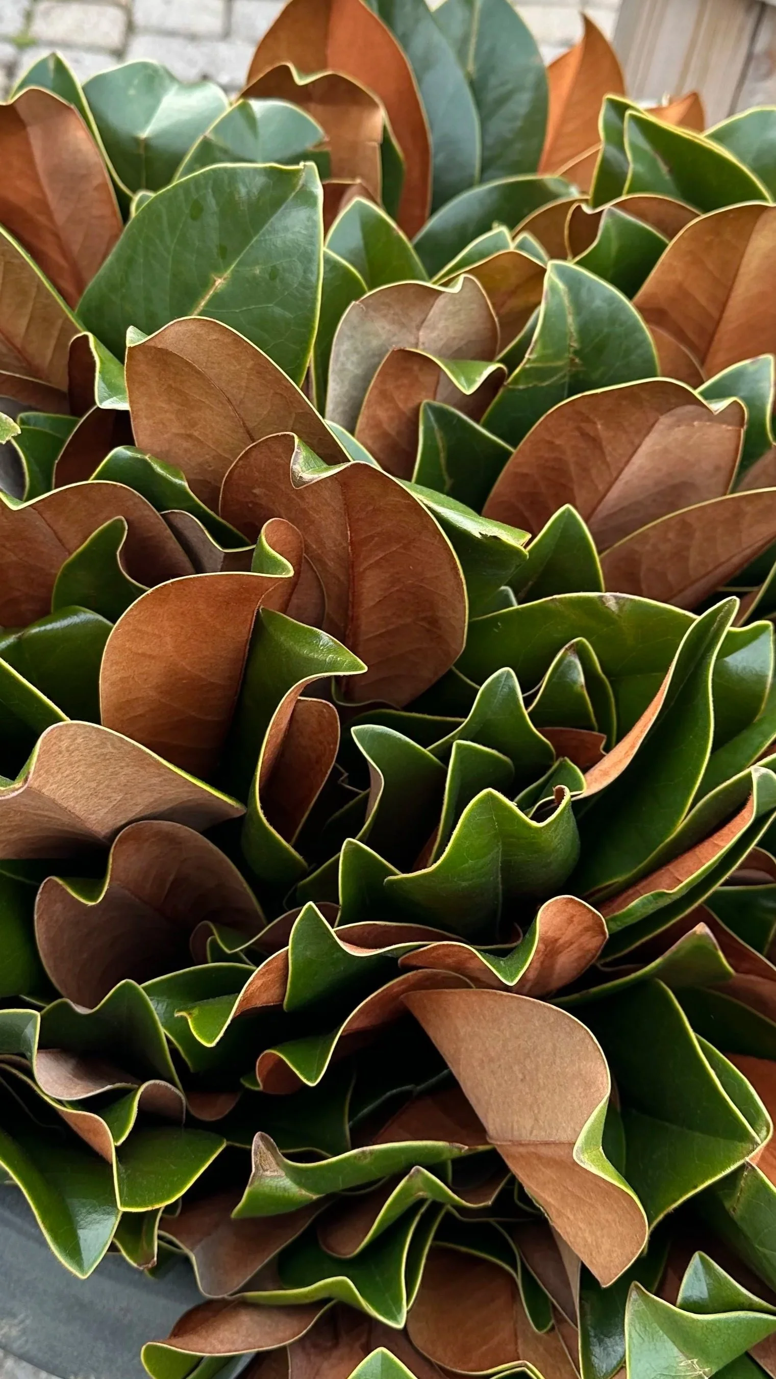 Magnolia Tree Tips (Leaves)