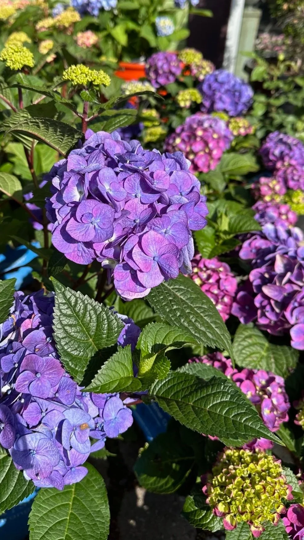 Blue Hydrangeas Shrub