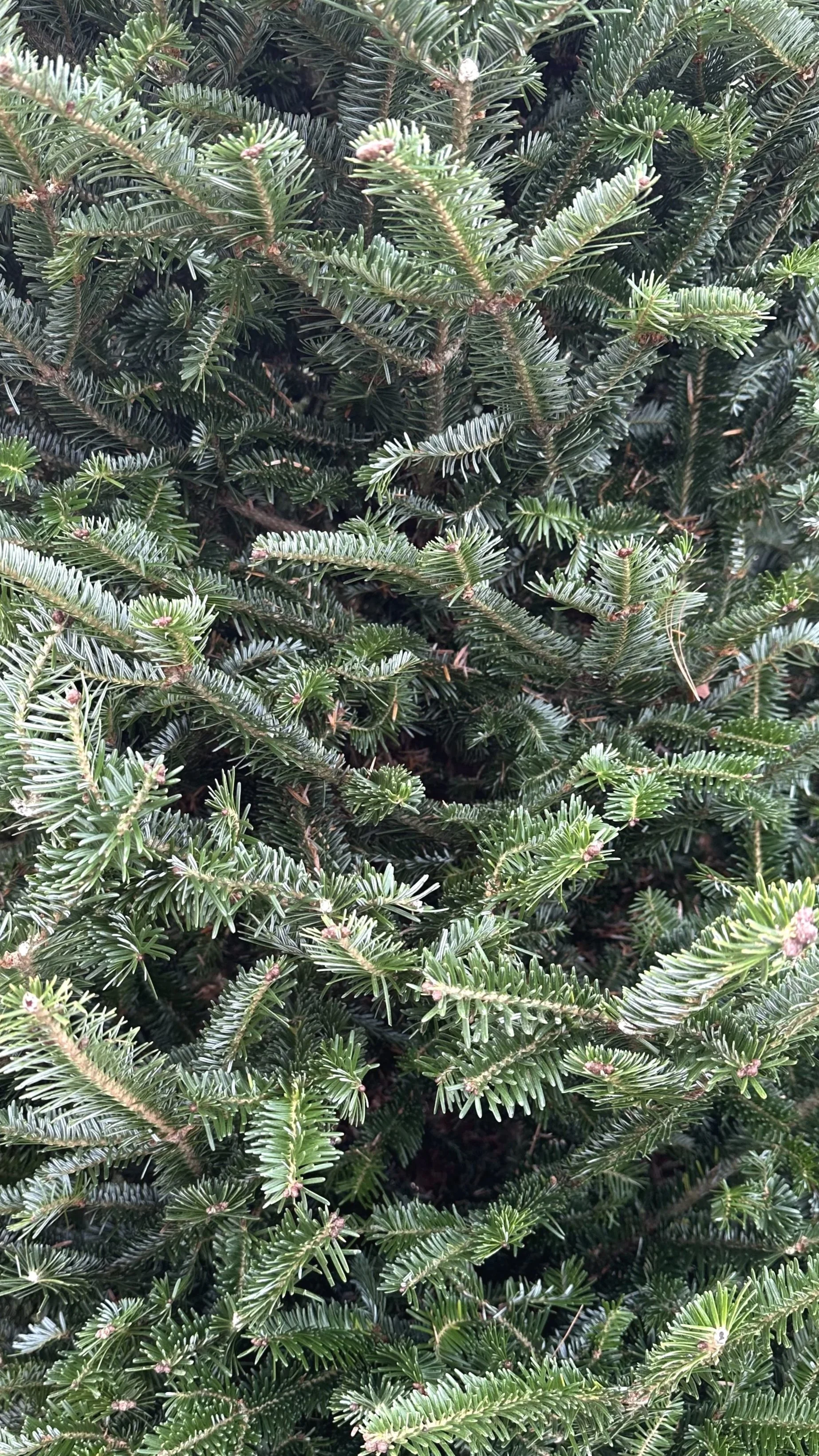 Close-up of Frasier Fir Christmas Tree Branches