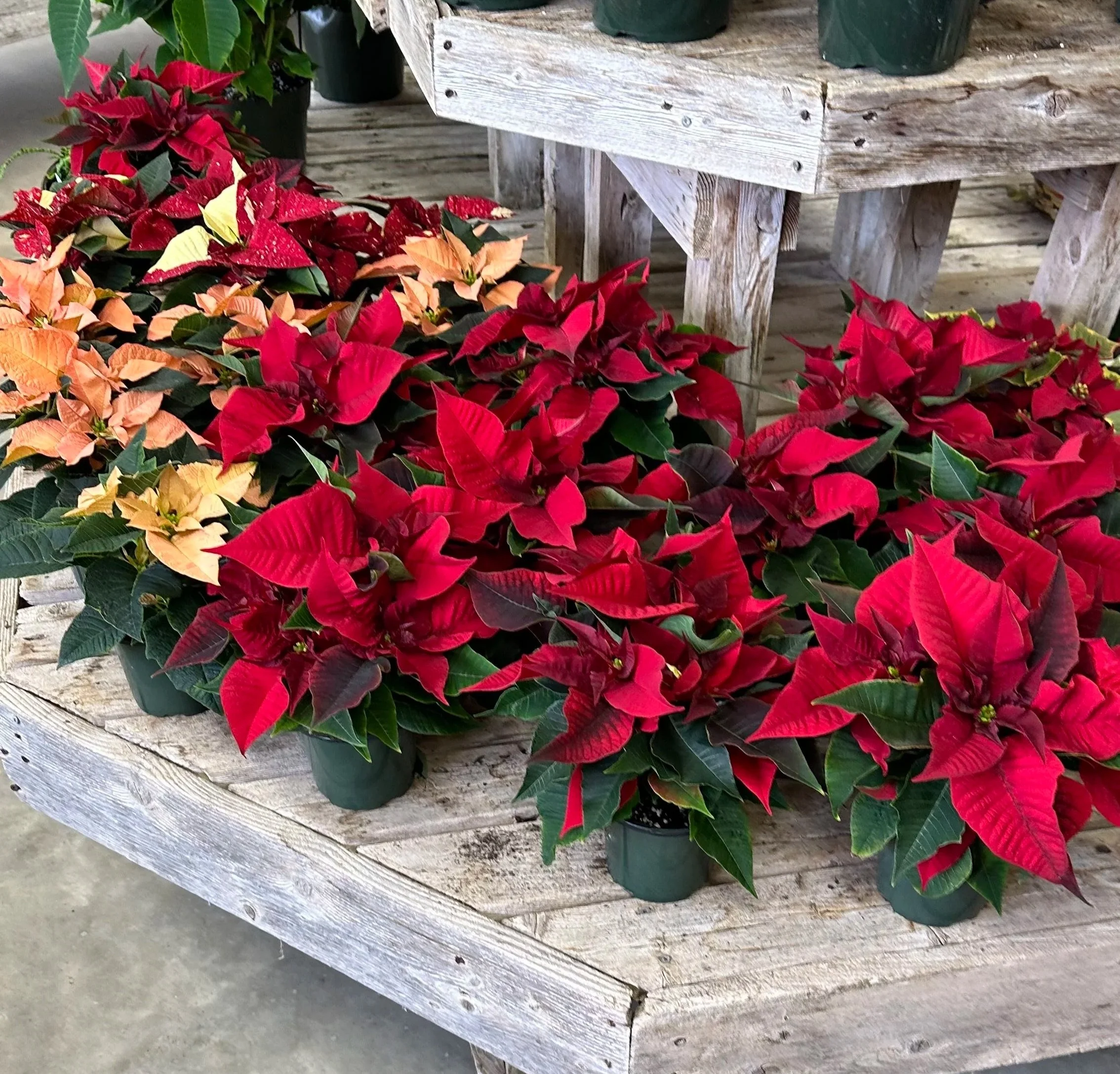 Red and Pink Poinsettias Plants