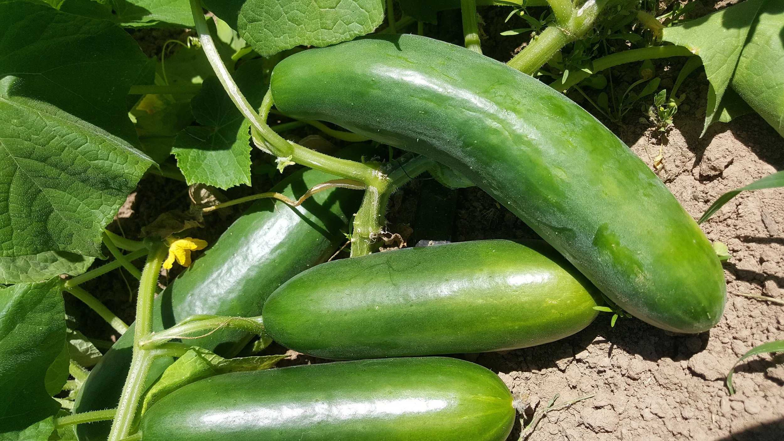 20160627_124817.jpg