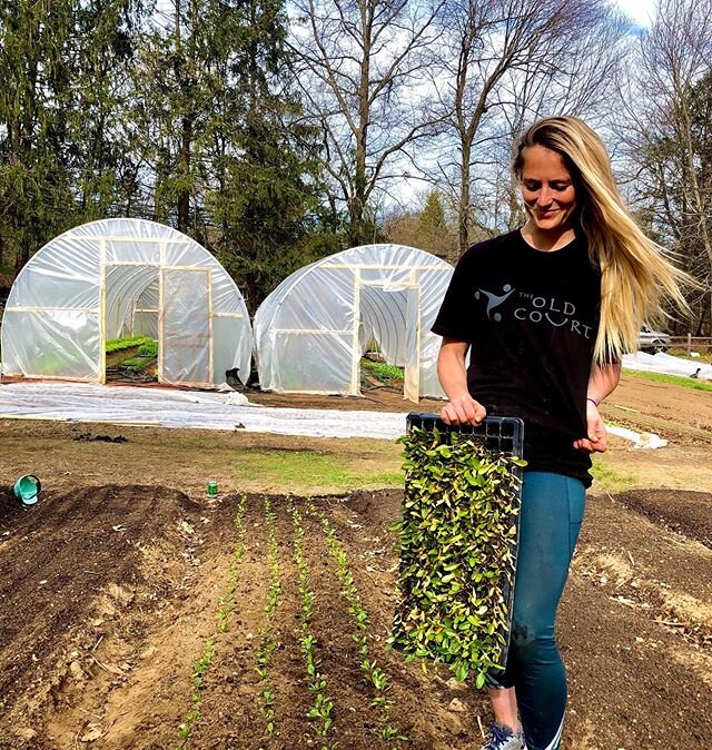 Always repping our Old Court Family here at Horne Family Farms!! @the_old_court dropping beets at the farm on this beautiful Saturday. Big ups @noreastapparel for these shirts!! #womenwhofarm #localbusiness